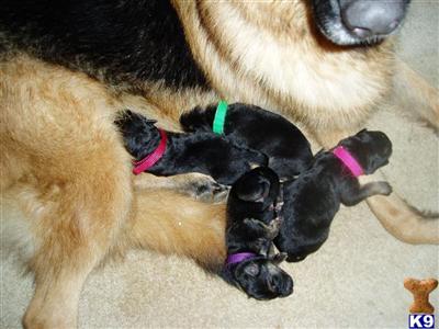 Puppies in IL
